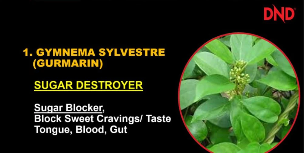 Poster penerangan produk Kandungan DND Lite Gymnema Stylvestre Gurmarin